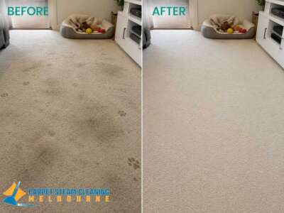 Pet Odour Removal Pet Odour Removal